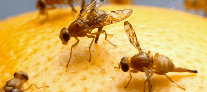 how to get rid of fruit flies