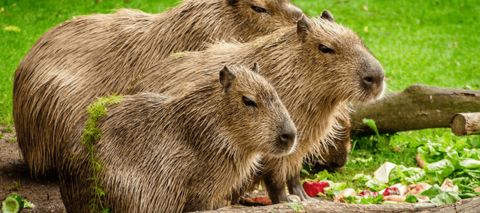 capybara facts