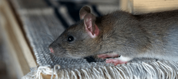 Do rats hibernate in winter