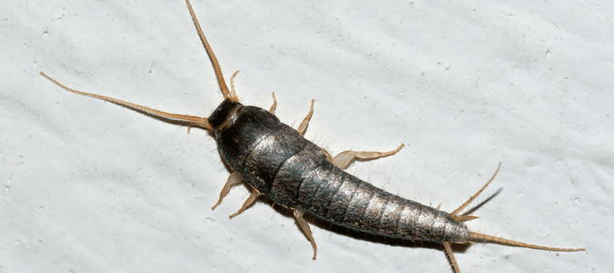 where do silverfish come from