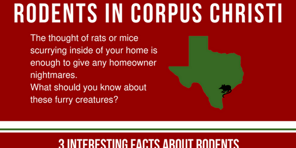 Corpus Christi Texas rats