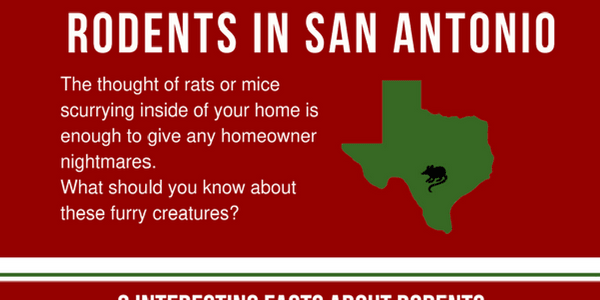 San Antonio Texas rats