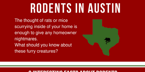 Types of rats in Austin, Texas