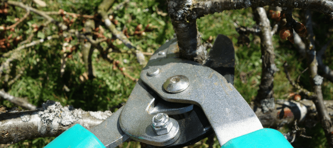 how to trim a tree