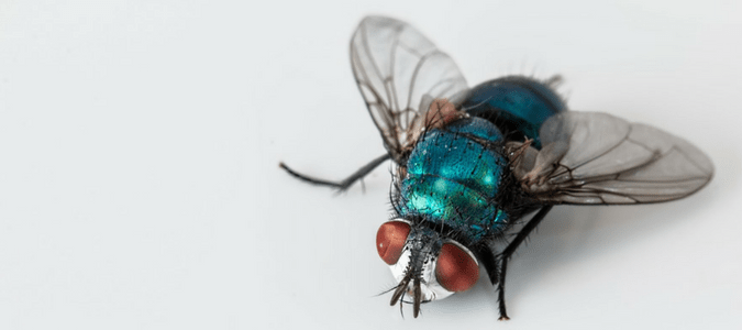 How Long Do Flies Live