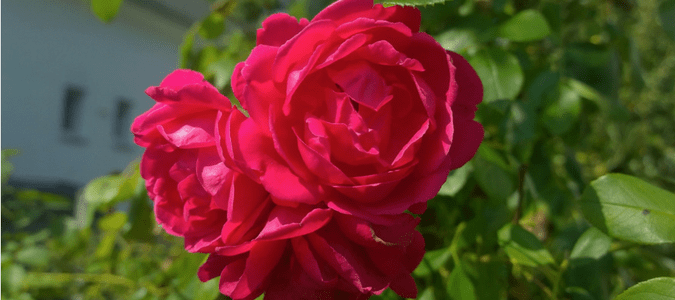 How to prune roses