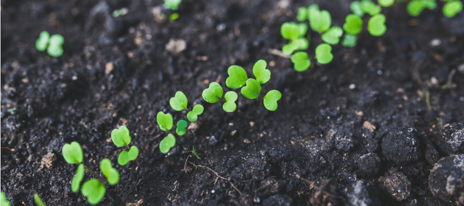 How to start a vegetable garden from scratch