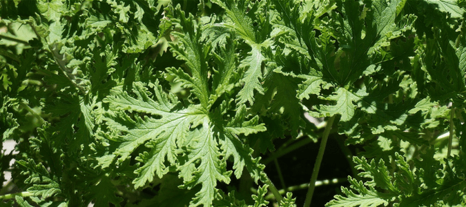 Mosquito repellent plants