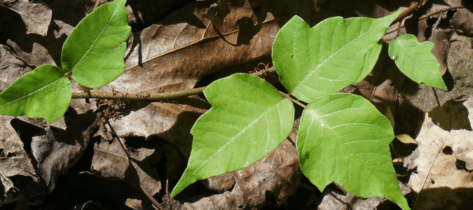 Types of poison ivy