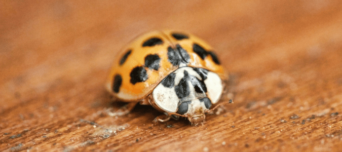 orange ladybug vs red ladybug