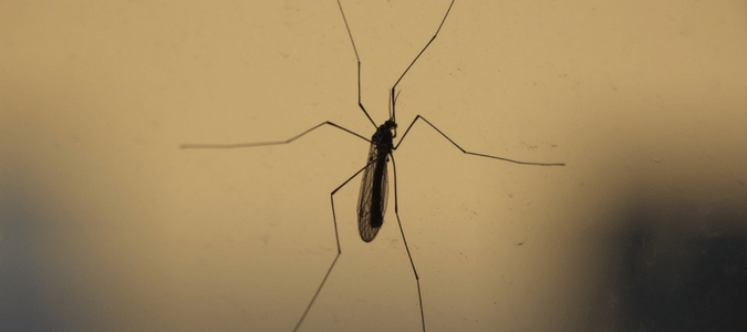 Crane fly vs mosquito