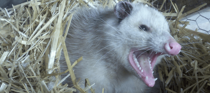 Do Possums Carry Rabies