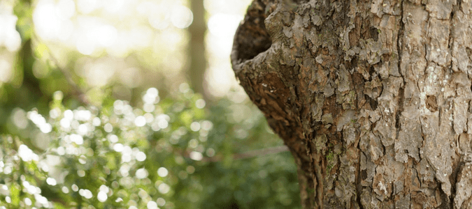 Termites in Trees