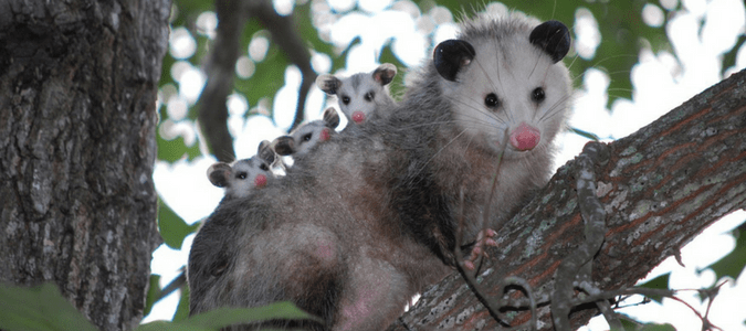 Do Possums Carry Disease