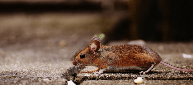 Types of Rodents