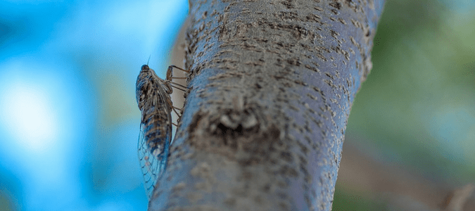 How to Get Rid of Cicadas