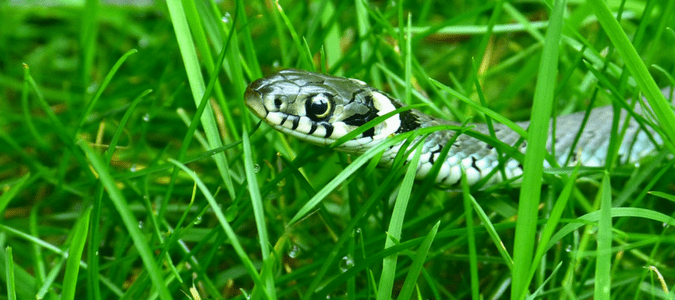 How to Keep Snakes Out of Your Pool