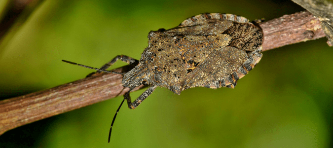 Stink Bugs Texas