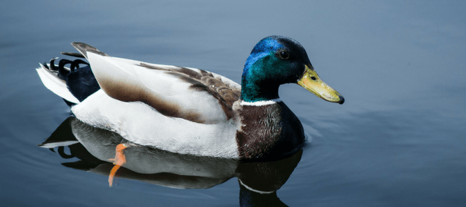 What to feed ducks