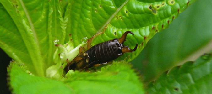 Why Are Earwigs Called Earwigs