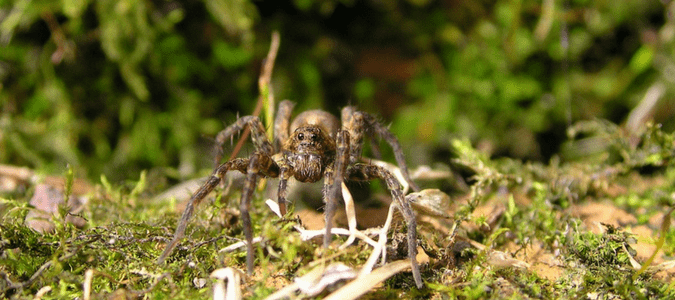 Wolf Spider Texas