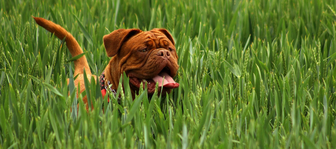 How to Keep Dog from Digging