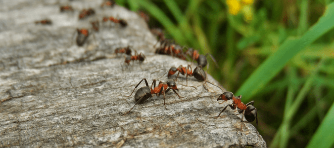 lawn pests identification