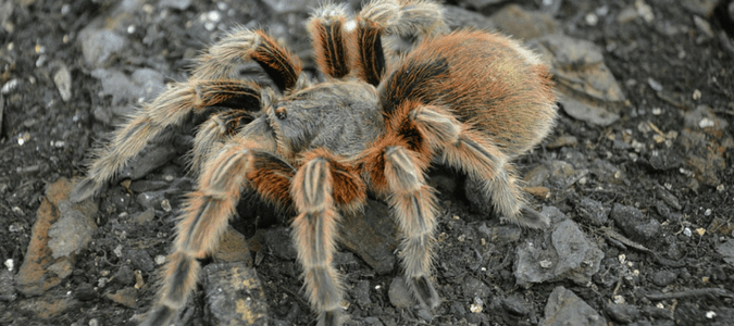 Tarantulas in Texas