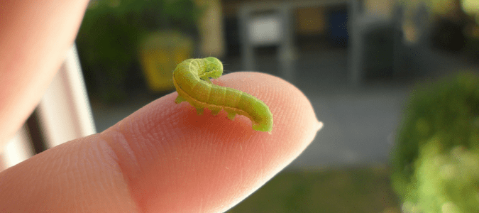 Cankerworms