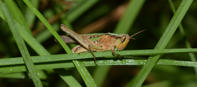 grasshoppers vs crickets