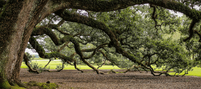 shade trees texas