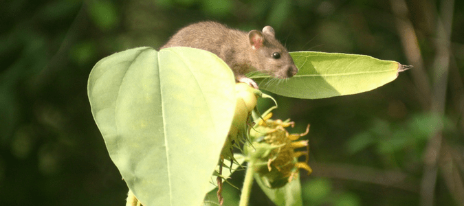 will lime keep rodents away