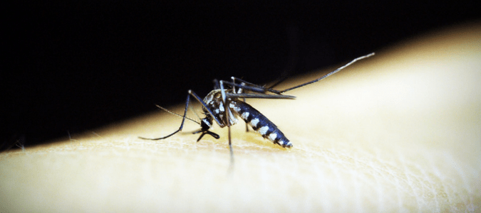 Aedes triseriatus