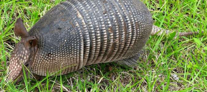 how to get rid of armadillos