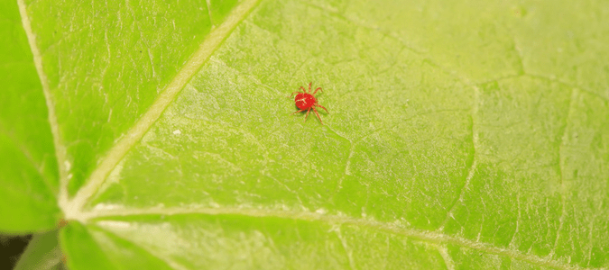 lawn mites