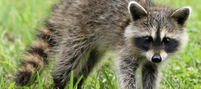 why do raccoons have masks