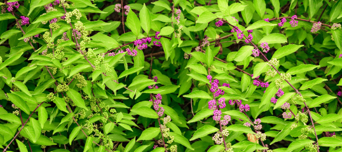 An American Beautyberry bush