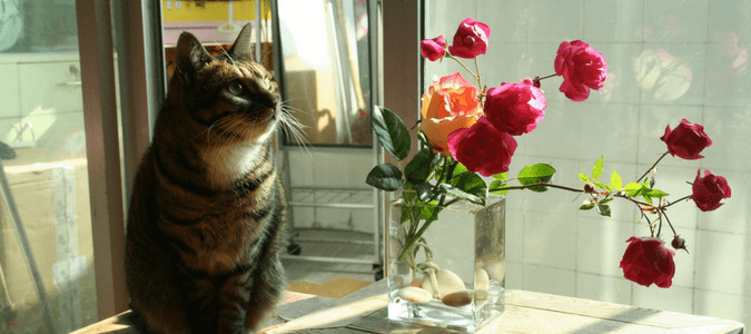 Are roses poisonous to cats