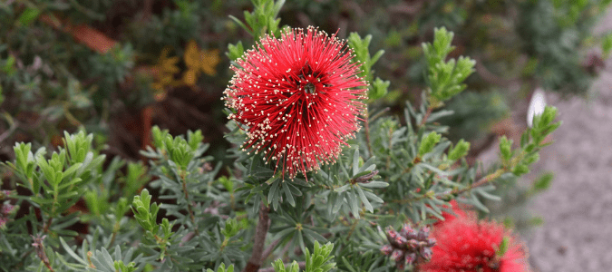 A bottlebrush plant