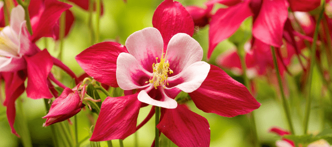 Best flowers to plant in Texas - The Columbine Plant