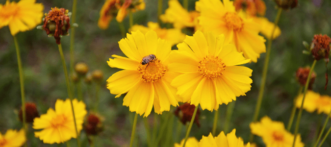 Full Sun Plants for Texas - Coreopsis Plant