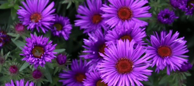 Best Outdoor Plants for Texas - the fall aster plant