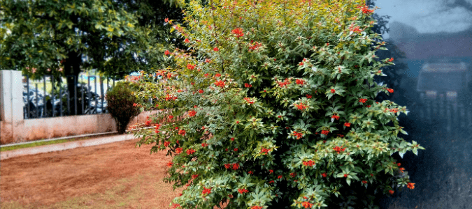 Full Sun Flowers for Texas - firebrush plant