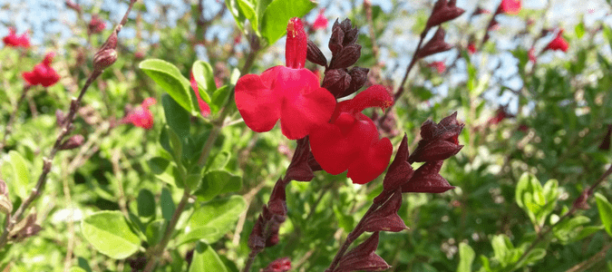 Flowers that survive in the Texas heat