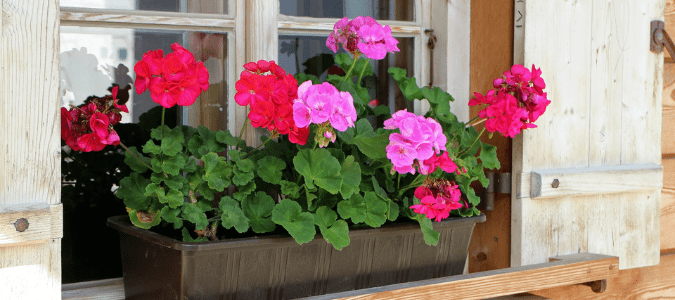 Geraniums