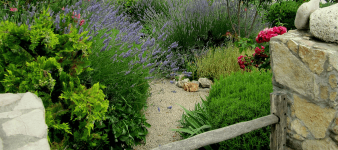 Heat tolerant shrubs