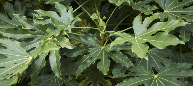 A Japanese Aralia plant