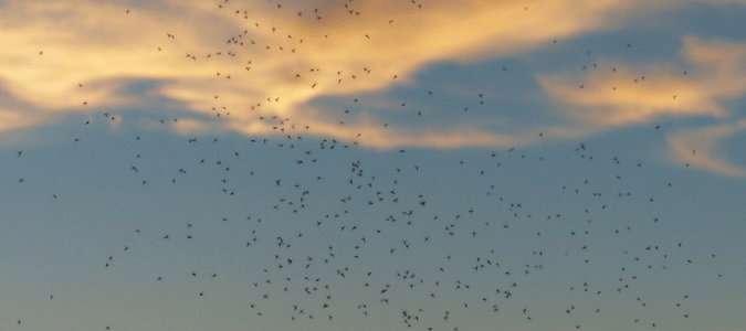 Mosquitoes in Texas