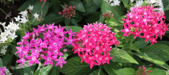 A pentas plant