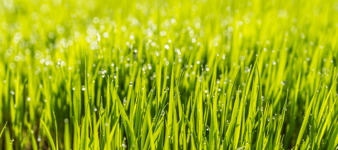 Plants That Grow in Hot Weather